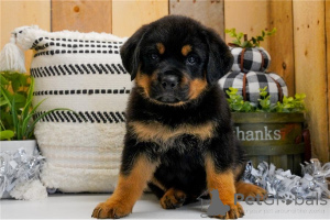 Foto №1. rottweiler - zum Verkauf in der Stadt Naudern | 350€ | Ankündigung № 170140