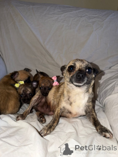 Foto №1. louisiana catahoula leopard dog - zum Verkauf in der Stadt Uusimaa | 490€ | Ankündigung № 168909