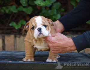 Zusätzliche Fotos: Wunderschöne englische Bulldoggenwelpen