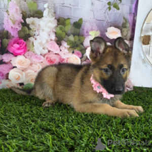 Foto №4. Ich werde verkaufen deutscher schäferhund in der Stadt Houston. quotient 	ankündigung, vom kindergarten - preis - 775€