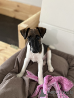 Foto №4. Ich werde verkaufen foxterrier in der Stadt Minsk. vom kindergarten - preis - 757€