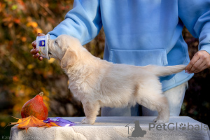 Foto №2 zu Ankündigung № 122081 zu verkaufen golden retriever - einkaufen Russische Föderation züchter