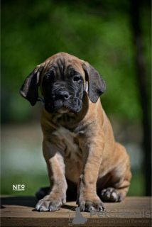 Foto №2 zu Ankündigung № 99736 zu verkaufen cane corso italiano - einkaufen Serbien züchter