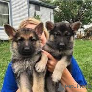 Foto №1. deutscher schäferhund - zum Verkauf in der Stadt Paris | 1000€ | Ankündigung № 163163