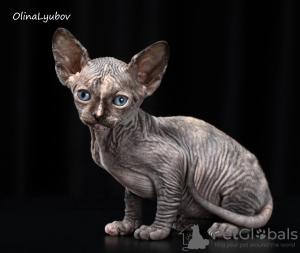 Foto №2 zu Ankündigung № 7643 zu verkaufen sphynx cat - einkaufen Russische Föderation vom kindergarten