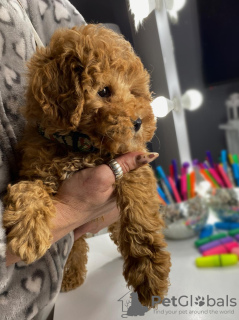 Foto №3. Apricot miniature poodle. Serbien