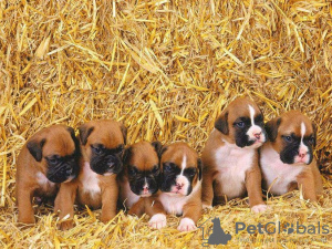 Foto №1. deutscher boxer - zum Verkauf in der Stadt Ulm | 150€ | Ankündigung № 129421