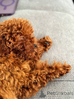 Foto №1. pudel (toy) - zum Verkauf in der Stadt Brighton und Hove | 500€ | Ankündigung № 154728