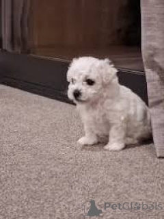 Foto №3. Bichon Frisén pennut valmiina uusiin koteihin. Finnland