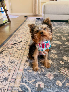 Foto №1. yorkshire terrier - zum Verkauf in der Stadt Alavus | 550€ | Ankündigung № 169362