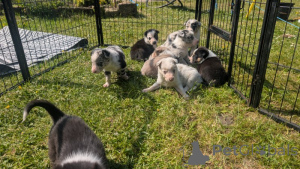 Foto №3. Reine Grenz -Collie -Welpen verfügbar. USA