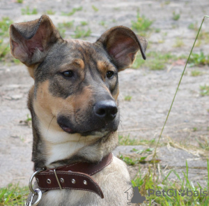 Foto №4. Ich werde verkaufen mischlingshund in der Stadt Москва. quotient 	ankündigung, aus dem tierheim - preis - Frei