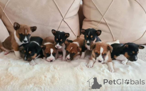 Foto №2 zu Ankündigung № 165376 zu verkaufen basenji - einkaufen Serbien 