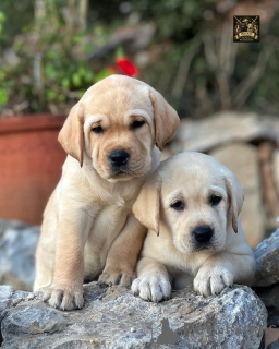 Foto №1. labrador retriever - zum Verkauf in der Stadt Alain | verhandelt | Ankündigung № 158382