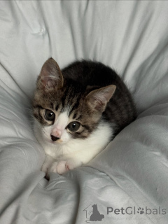 Foto №1. hauskatze - zum Verkauf in der Stadt Alajärvi | 450€ | Ankündigung № 146293