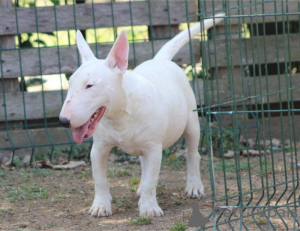 Foto №3. Miniatur-Bullterrier-Welpen. Serbien