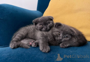 Foto №3. Scottish Fold blaues Kätzchen. USA