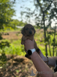 Foto №1. dackel - zum Verkauf in der Stadt Bardufoss | 3000€ | Ankündigung № 149545