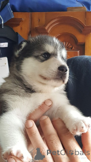 Foto №4. Ich werde verkaufen alaskan malamute in der Stadt Brügge. quotient 	ankündigung - preis - 500€