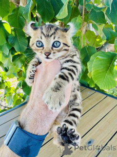 Foto №1. savannah-katze - zum Verkauf in der Stadt Diätikon | 339€ | Ankündigung № 178749