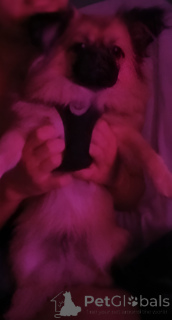 Foto №4. Ich werde verkaufen malteser, pommersche spitz in der Stadt Dubai. quotient 	ankündigung - preis - 176€