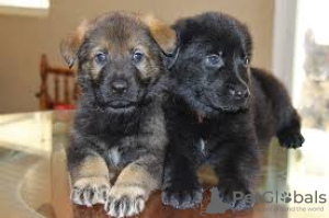 Foto №1. deutscher schäferhund - zum Verkauf in der Stadt Airlie Beach | Frei | Ankündigung № 108702