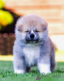 Foto №1. akita - zum Verkauf in der Stadt Alytus | 2000€ | Ankündigung № 148468