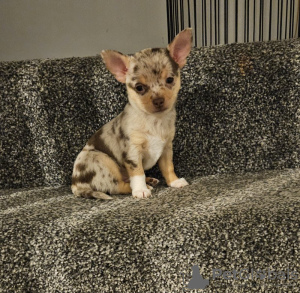 Foto №4. Ich werde verkaufen chihuahua in der Stadt Tampa. züchter - preis - 379€