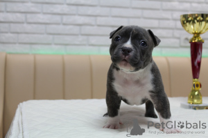 Foto №3. Armican Bully Premiumqualität ist geöffnet. Moldawien