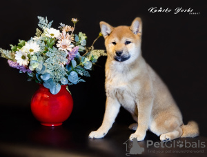 Foto №3. Shiba Inu. Welpen. Russische Föderation