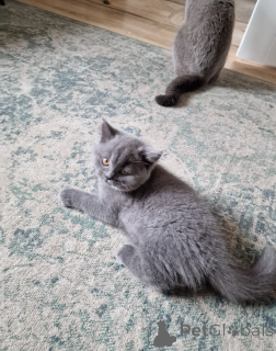 Foto №2 zu Ankündigung № 164525 zu verkaufen britisch kurzhaar - einkaufen Deutschland 