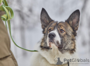 Foto №2 zu Ankündigung № 30218 zu verkaufen mischlingshund - einkaufen Russische Föderation quotient 	ankündigung