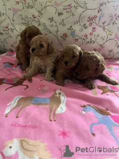 Foto №2 zu Ankündigung № 131491 zu verkaufen  - einkaufen USA quotient 	ankündigung, züchter