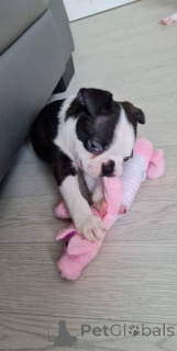 Foto №2 zu Ankündigung № 135557 zu verkaufen boston terrier - einkaufen USA aus dem tierheim, züchter