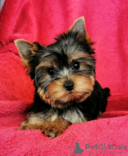 Foto №3. Yorkshire-Terrier-Welpen. Niederlande