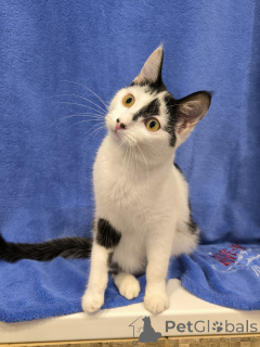 Foto №4. Ich werde verkaufen  in der Stadt Minsk. quotient 	ankündigung - preis - Frei