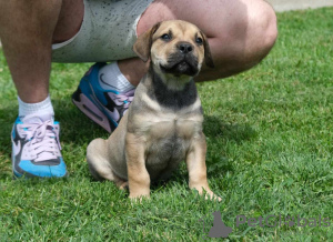 Foto №4. Ich werde verkaufen boerboel in der Stadt Belgrad. züchter - preis - verhandelt