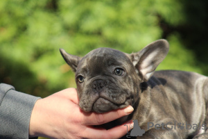 Zusätzliche Fotos: Exotische französische Bulldoggenwelpen