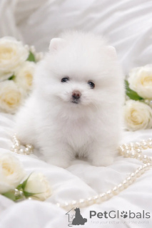 Foto №3. VIP-Minihübscher!. Ukraine