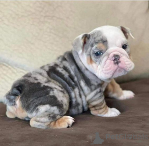 Foto №1. französische bulldogge - zum Verkauf in der Stadt Carlsbad | Frei | Ankündigung № 168004