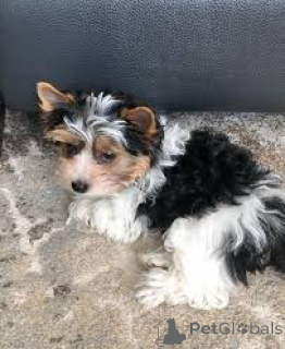 Foto №3. Lindos cachorros Yorkshire Terrier zum Verkauf. Portugal