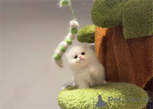 Foto №1. minuet cat kurzhaar - zum Verkauf in der Stadt Bonn | 350€ | Ankündigung № 153202