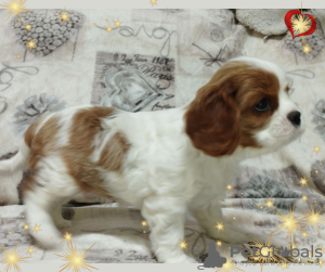 Foto №4. Ich werde verkaufen cavalier king charles spaniel in der Stadt Minsk. züchter - preis - verhandelt