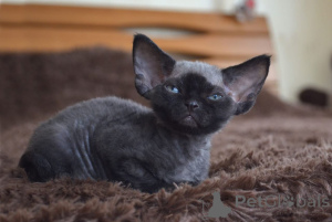 Foto №1. devon rex - zum Verkauf in der Stadt New York | 638€ | Ankündigung № 135672