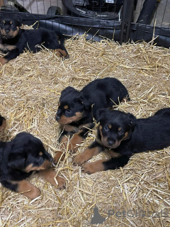 Foto №1. rottweiler - zum Verkauf in der Stadt Bronxville | Frei | Ankündigung № 163958