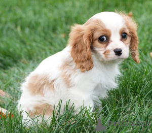 Foto №1. cavalier king charles spaniel - zum Verkauf in der Stadt Enköping | verhandelt | Ankündigung № 158412