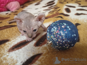 Foto №2 zu Ankündigung № 30237 zu verkaufen sphynx cat - einkaufen Ukraine quotient 	ankündigung