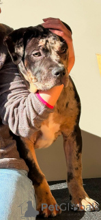 Foto №1. american bully - zum Verkauf in der Stadt Chessy | 1400€ | Ankündigung № 138671