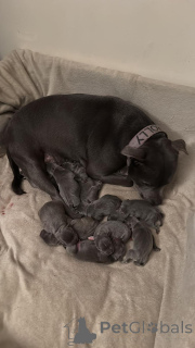 Foto №1. staffordshire bull terrier - zum Verkauf in der Stadt Brașov | verhandelt | Ankündigung № 160033