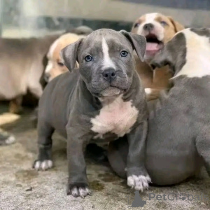 Foto №2 zu Ankündigung № 139045 zu verkaufen cane corso italiano - einkaufen Deutschland züchter